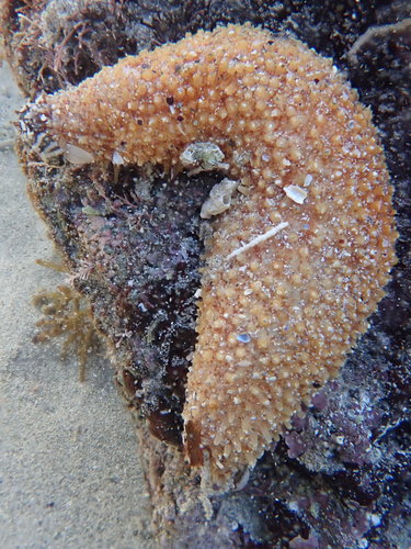Lipotrapeza vestiens