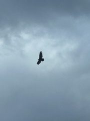 Cathartes aura image