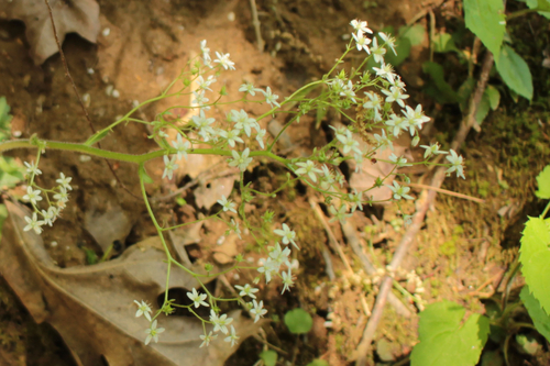 Image of Carey's Saxifrage (Micranthes careyana) by (c) Alex Karasoulos, some rights reserved (CC BY)