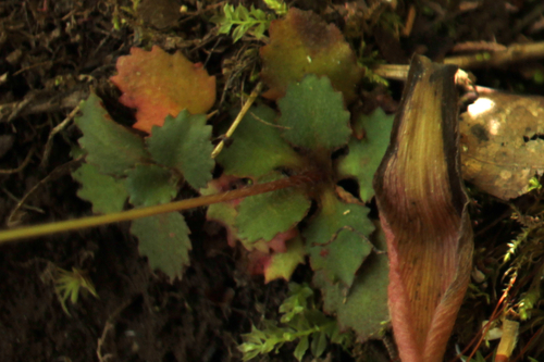 Image of Micranthes careyana by (c) Alex Karasoulos, some rights reserved (CC BY)