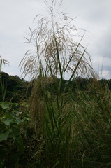 Phragmites karka