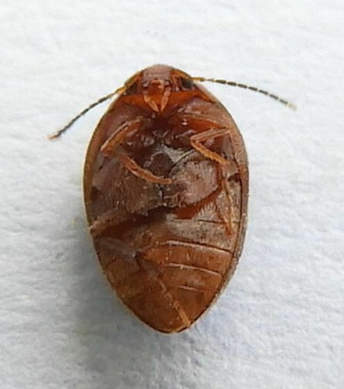 Nycteus oviformis