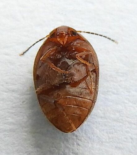 Nycteus oviformis