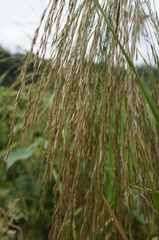 Phragmites karka