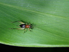Homoeoxipha lycoides