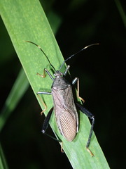 Notobitus meleagris