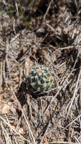 Image of Sclerocactus spinosior by (c) Andrew Dudley, some rights reserved (CC BY)