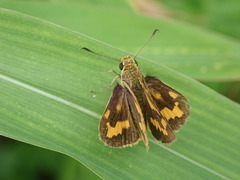 Potanthus pava