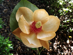 Magnolia sieboldii