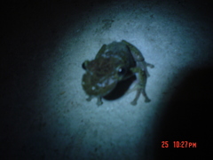 Triprion spatulatus