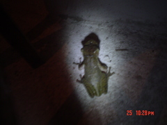Triprion spatulatus