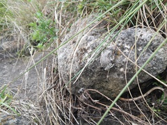 Hyla arenicolor