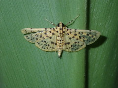 Conogethes