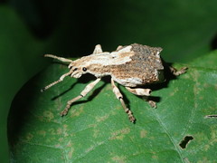 Episomus chinensis