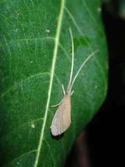 Calamoceratidae