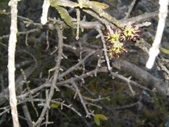 Forestiera phillyreoides