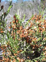 Passerina paleacea