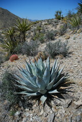 Agave deserti var. simplex