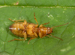 Dicheirotrichus gustavii