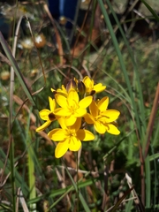Ixia odorata