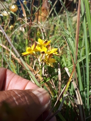 Ixia odorata