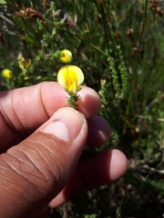 Aspalathus cymbiformis