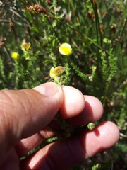 Aspalathus cymbiformis