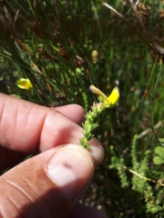 Aspalathus cymbiformis