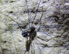 Forsteropsalis bona