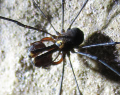 Forsteropsalis bona