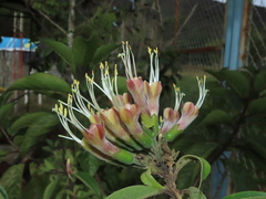 Cantua pyrifolia