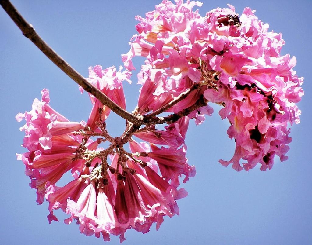 File:Handroanthus impetiginosus (lapacho rosado) florecido.jpg