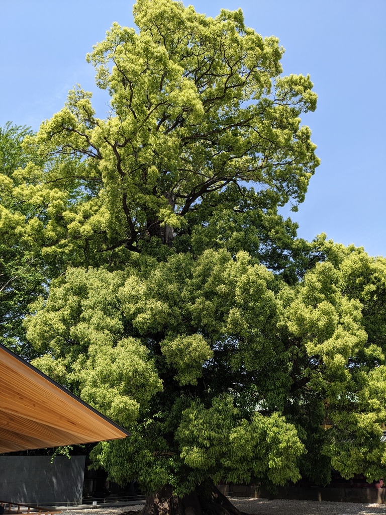 上野東照宮の大楠
