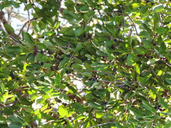 Karwinskia humboldtiana