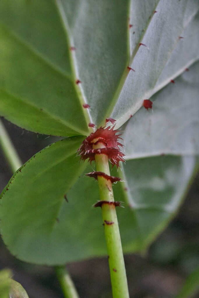 Begonia de hoja de arce