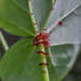 Begonia manicata - Photo (c) Sune Holt, μερικά δικαιώματα διατηρούνται (CC BY-NC), uploaded by Sune Holt