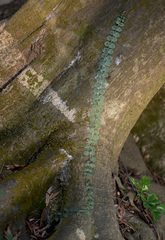 Psychotria serpens