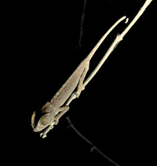 Chamaeleo chamaeleon