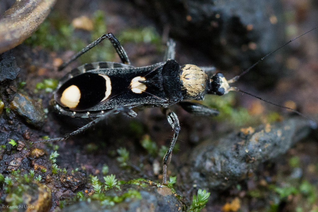 Rasahus arcuiger