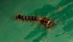 Paralebeda plagifera