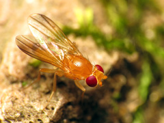 Sobarocephala flaviseta