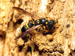 Symmorphus canadensis