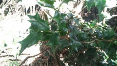 Ilex bioritsensis