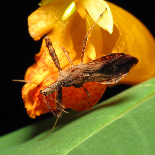 Spiny Assassin Bug photo 4