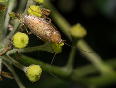 Ectobius pallidus