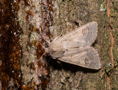 Ammoconia caecimacula