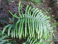 Blechnum triangularifolium