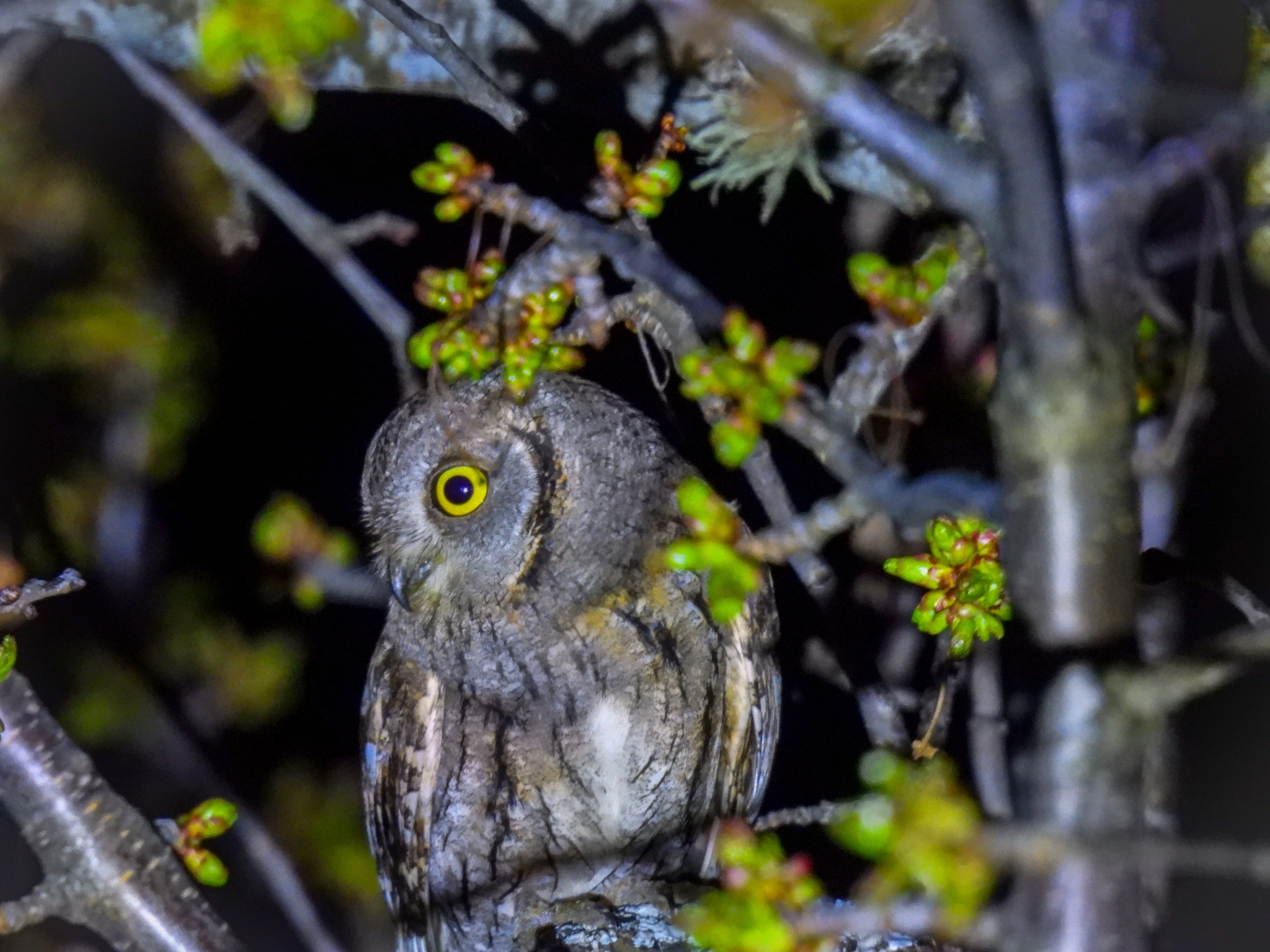 Eurasian Scops Owl
