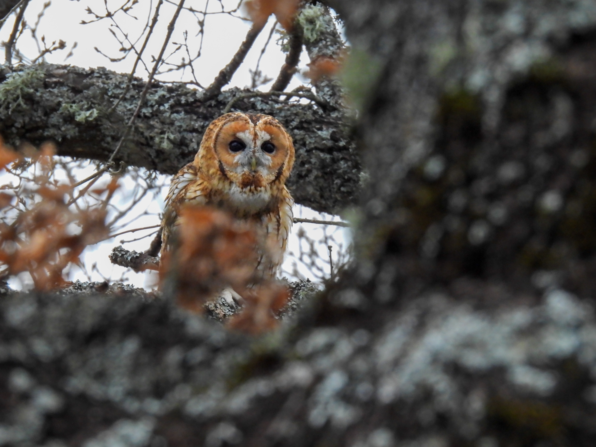 Tawny Owl