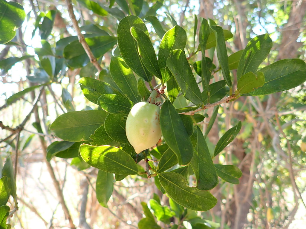 Mimusops capuronii